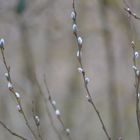 Bourgeons blancs