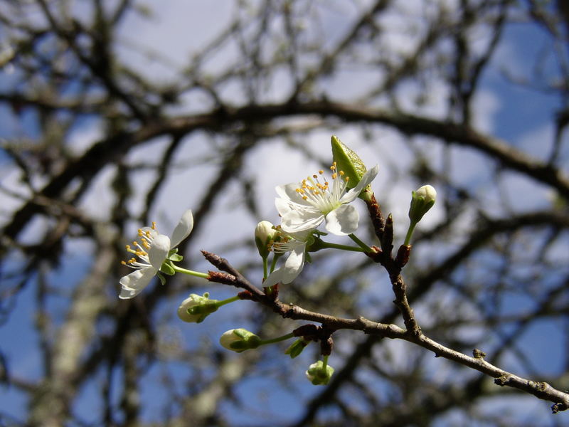 bourgeons