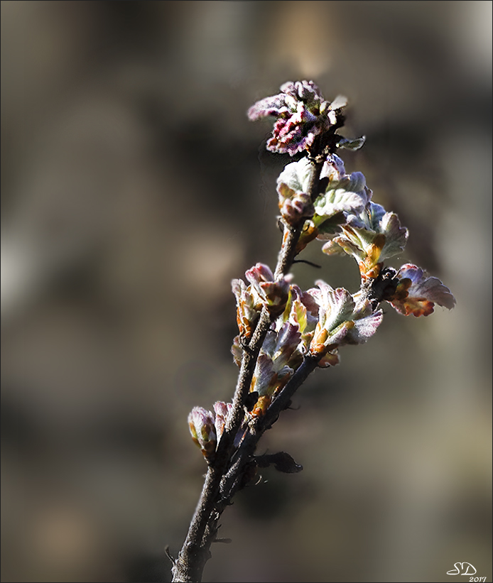 Bourgeons de chênes blancs