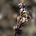 Bourgeons de chênes blancs