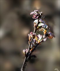 Bourgeons de chênes blancs