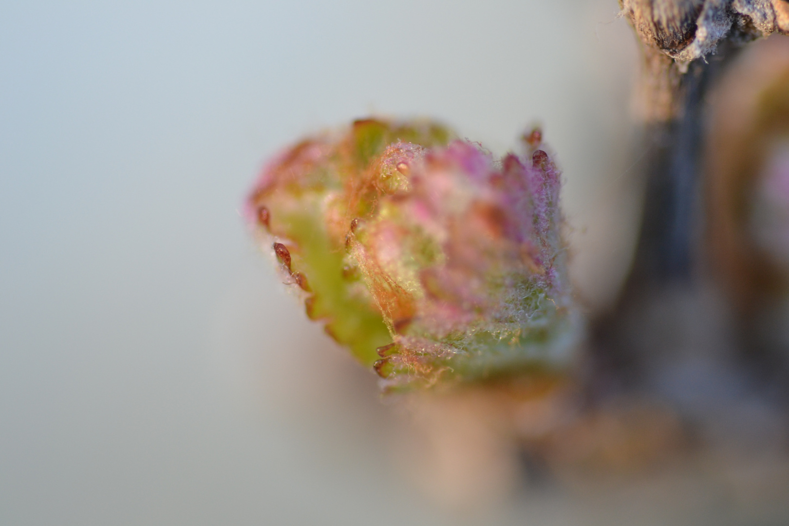 Bourgeons de la vignes