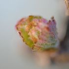 Bourgeons de la vignes