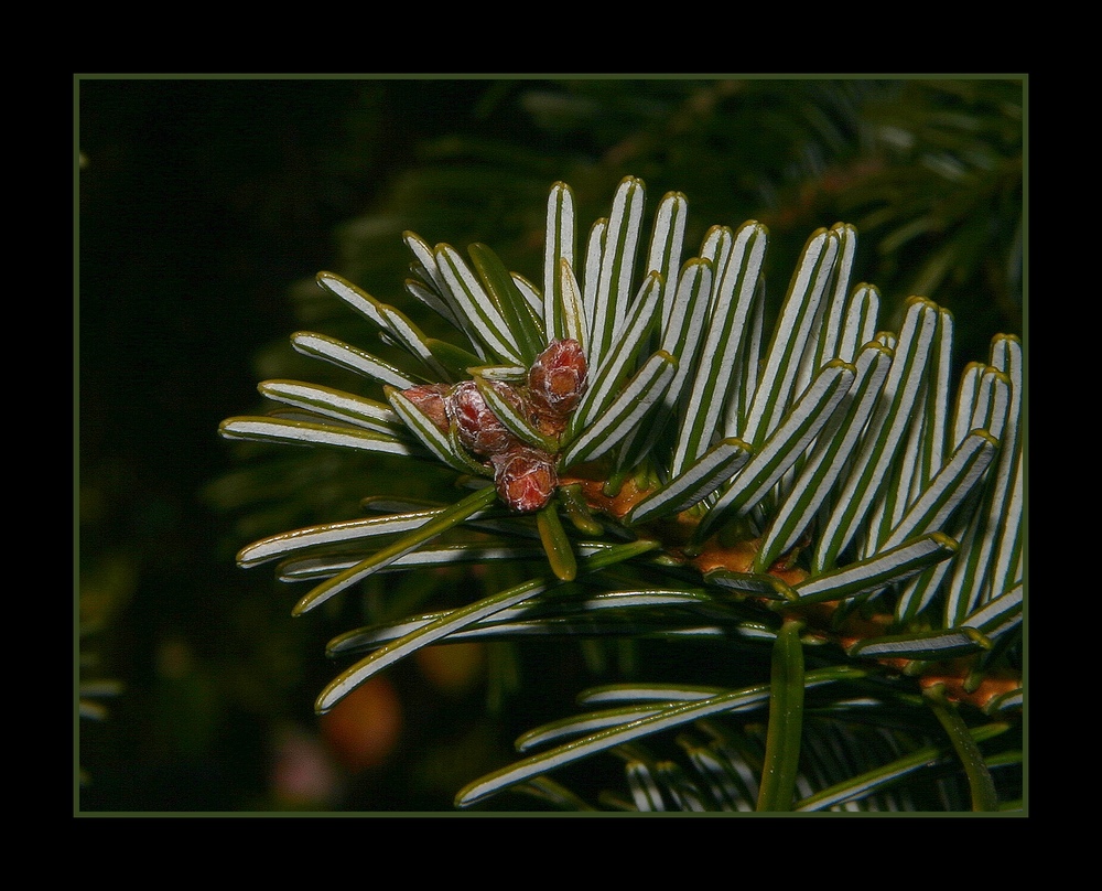 " Bourgeons de mon ex sapin de Noël "