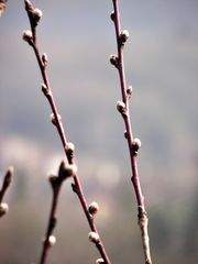 BOURGEONS DE PECHER