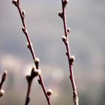 BOURGEONS DE PECHER