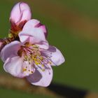 Bourgeons de printemps...