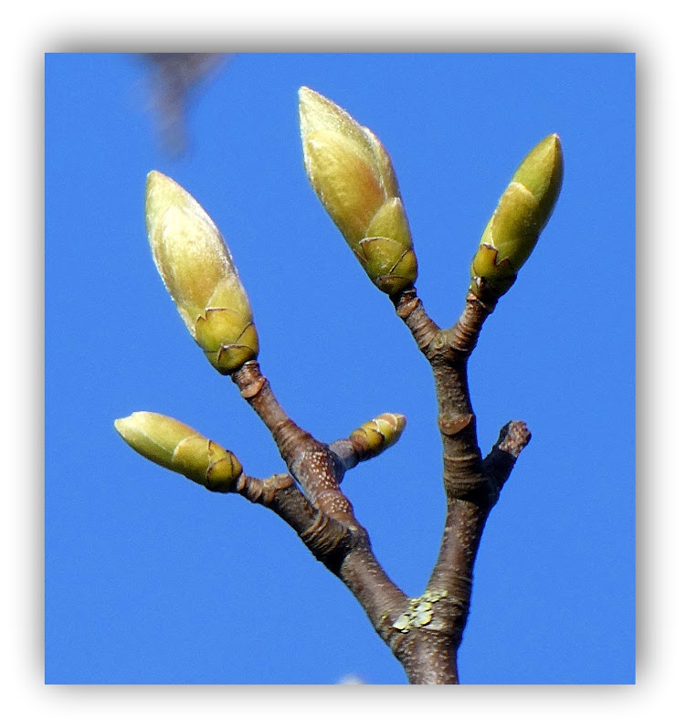 Bourgeons de printemps