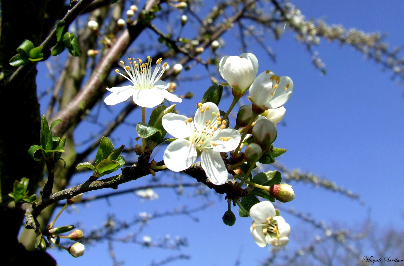 Bourgeons de vie....