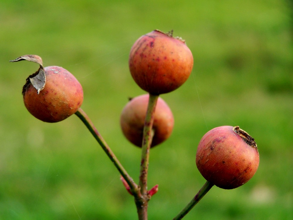 Bourgeons des rosiers