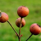 Bourgeons des rosiers