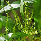 Bourgeons d’Inflorescences de chamaedorea palm élégance