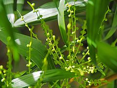 Bourgeons d’Inflorescences de chamaedorea palm élégance