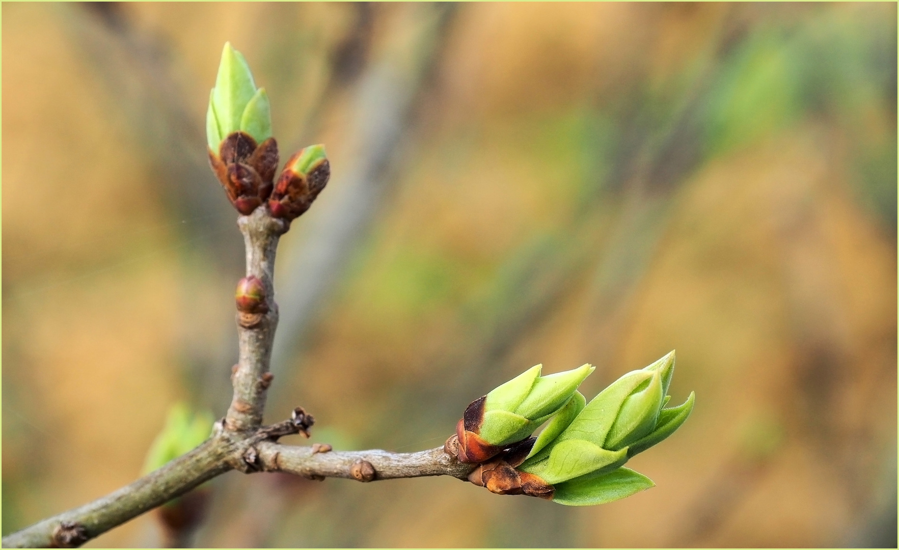 Bourgeons vert tendre, pour le jeudi