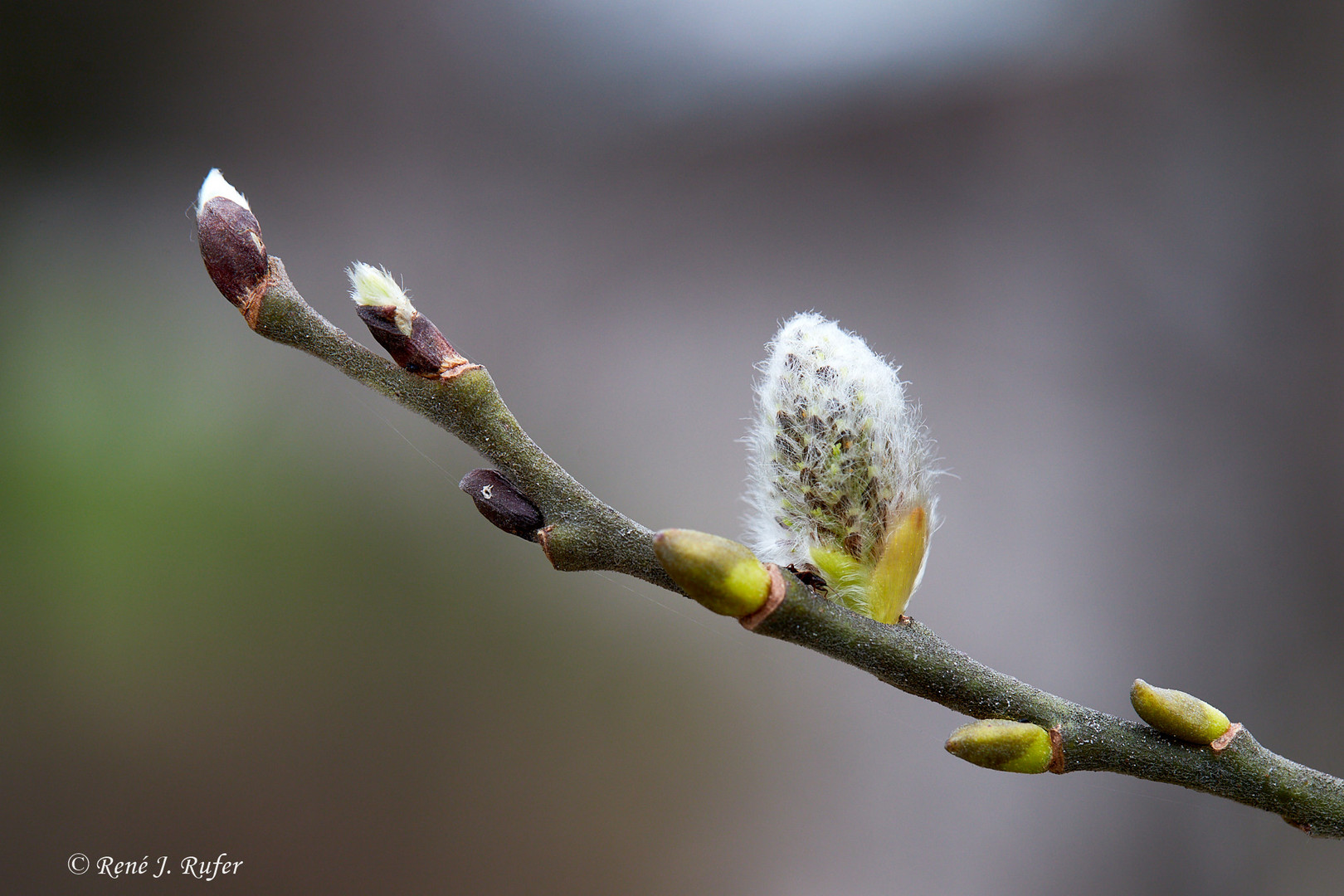 Bourgeons_3217