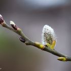 Bourgeons_3217