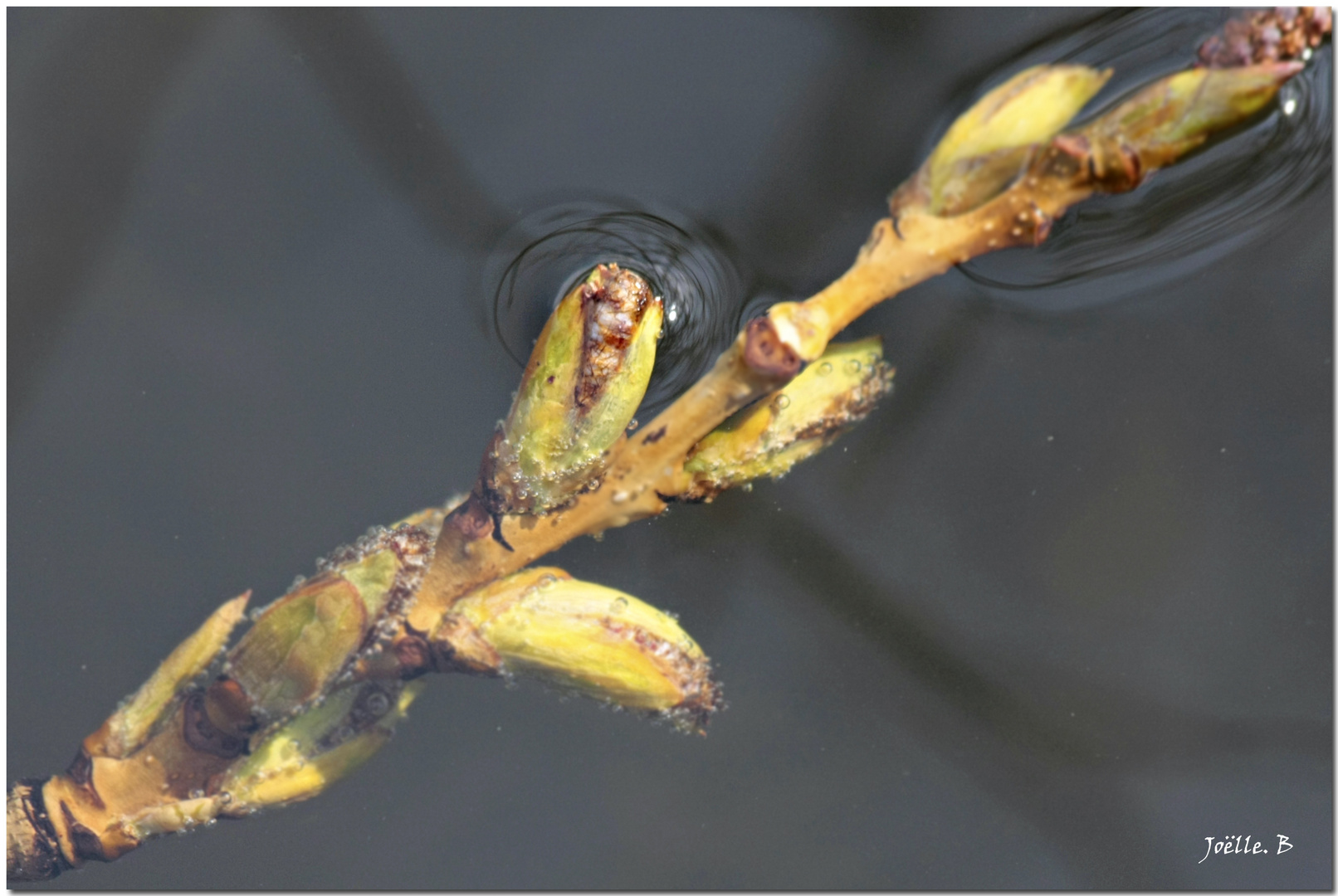 Bourgeons...Renouveau...