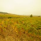 Bourgogne-Côte d'or, Weinberge im Oktober, Nolay-Beaune