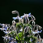 Bourrache à contre-jour