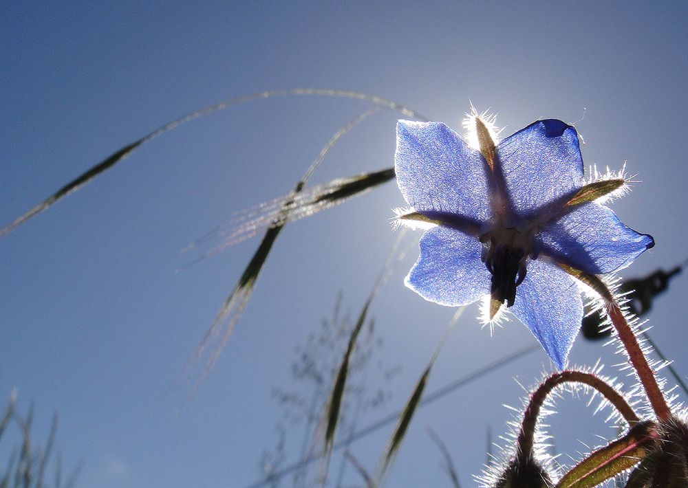 Bourrache au Soleil.