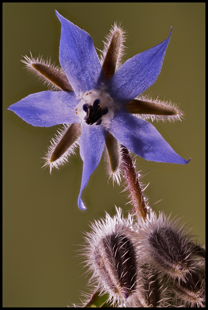  Bourrache officinale