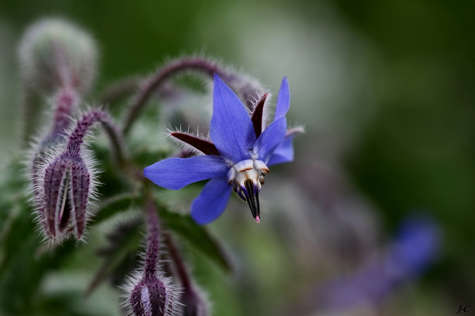 " Bourrache officinale "