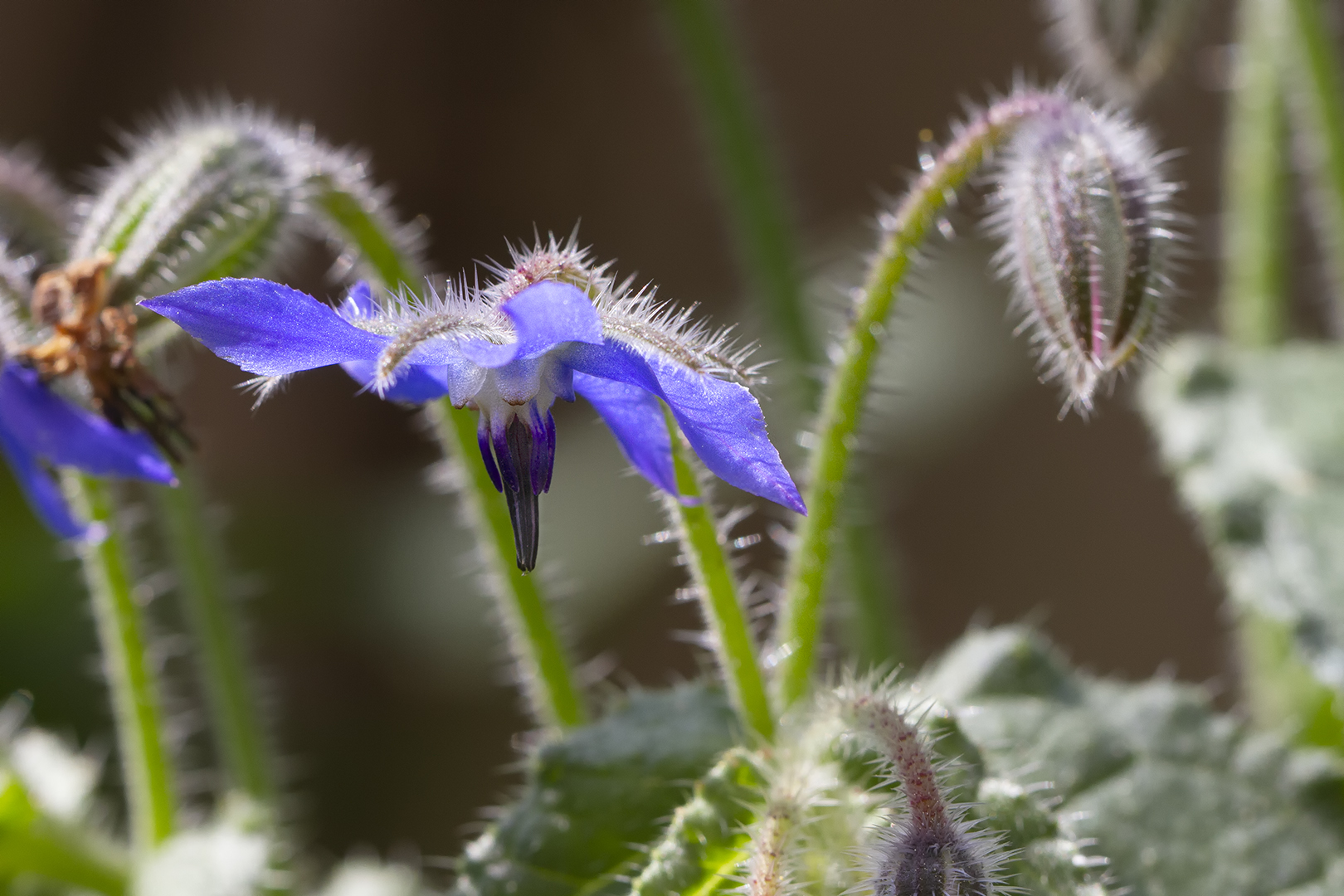 Bourrache officinale