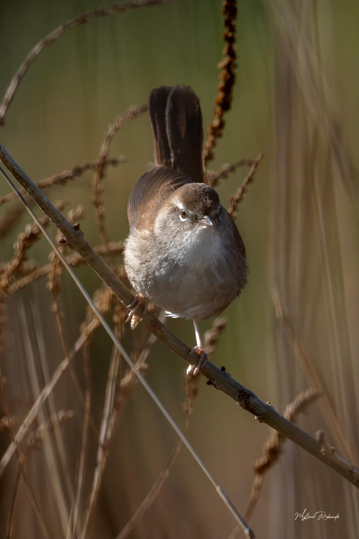 Bouscarle de Cetti