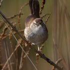 Bouscarle de Cetti