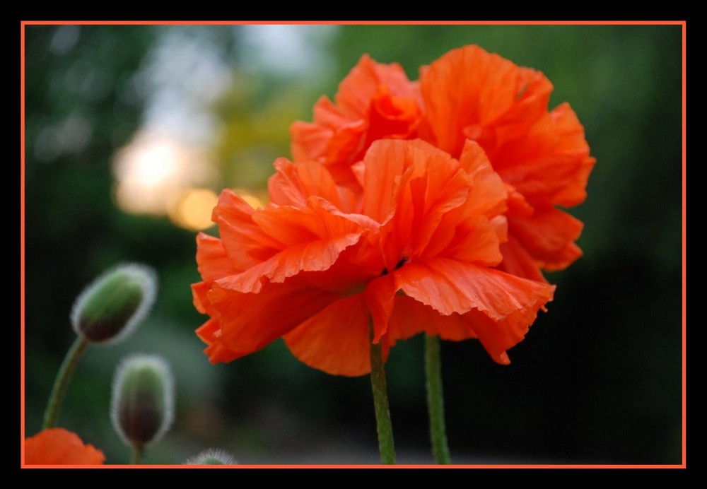 Bousculade de fleurs chez les pavots