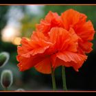 Bousculade de fleurs chez les pavots