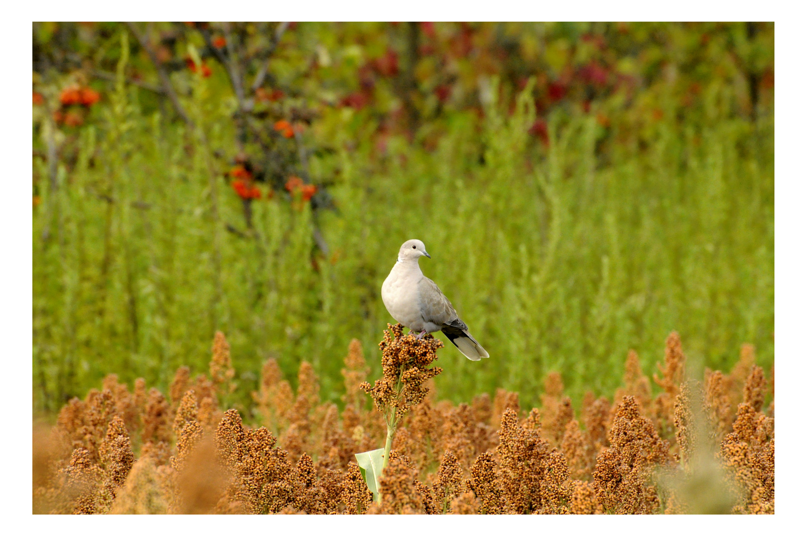 " Bout de campagne......."