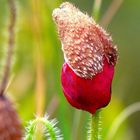 bouton coquelicot