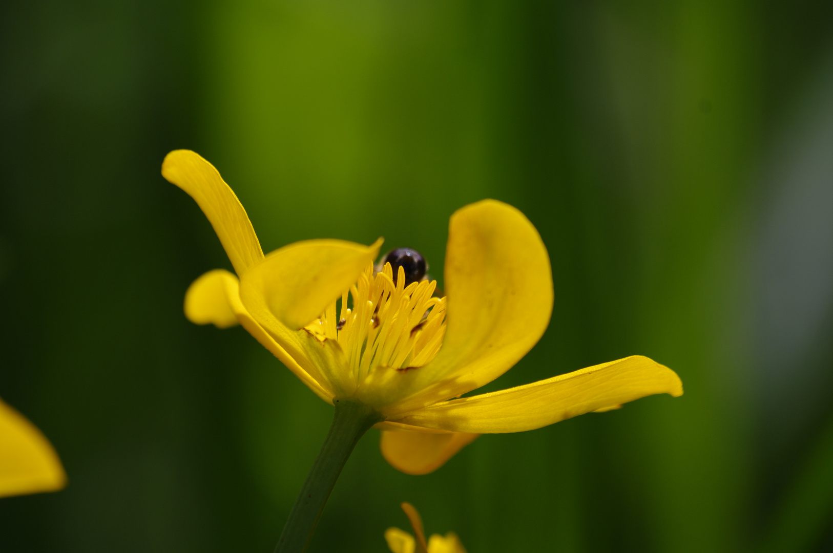 BOUTON D OR ET SON ABEILLE