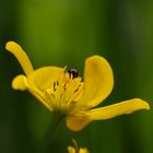 BOUTON D OR ET SON ABEILLE