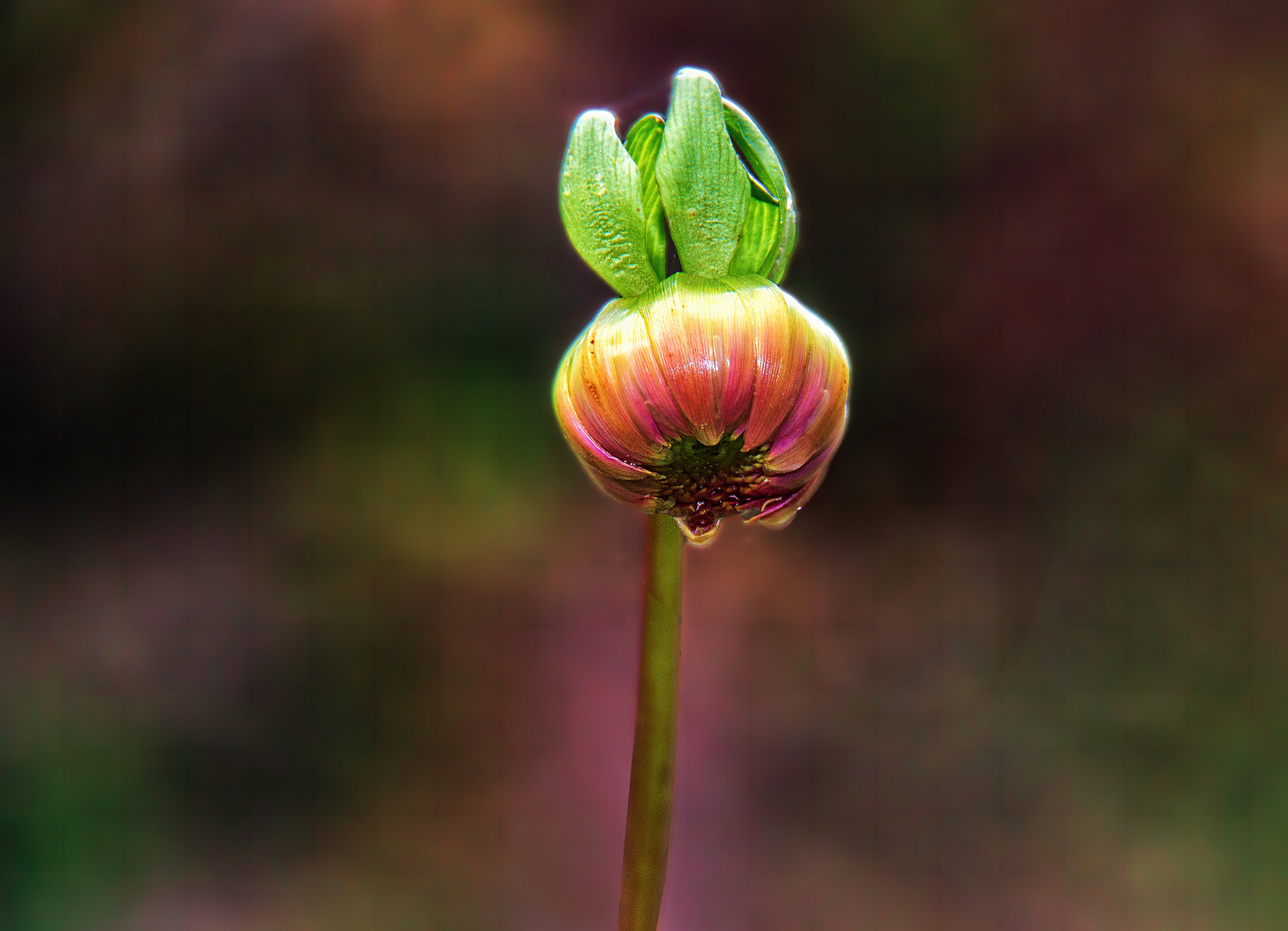 Bouton de dahlia 