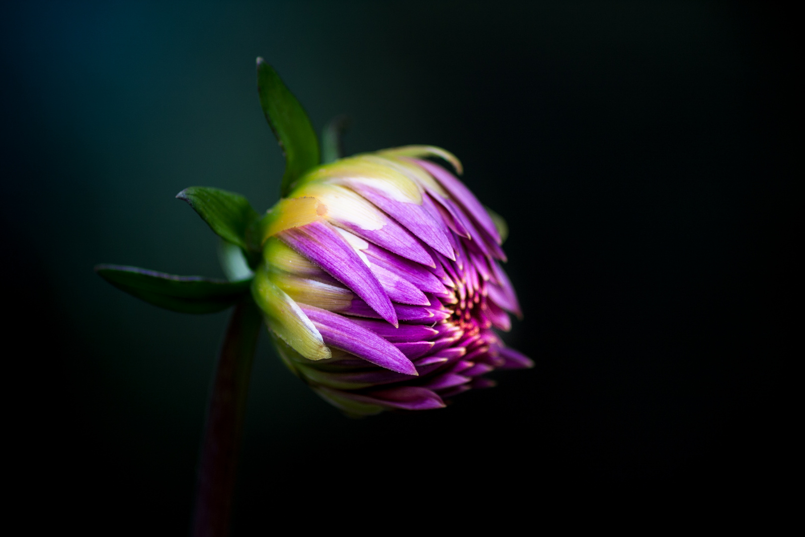 Bouton de fleur violet