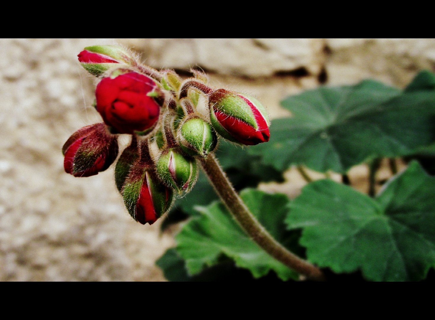 BOUTON DE GERANIUM