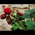 BOUTON DE GERANIUM