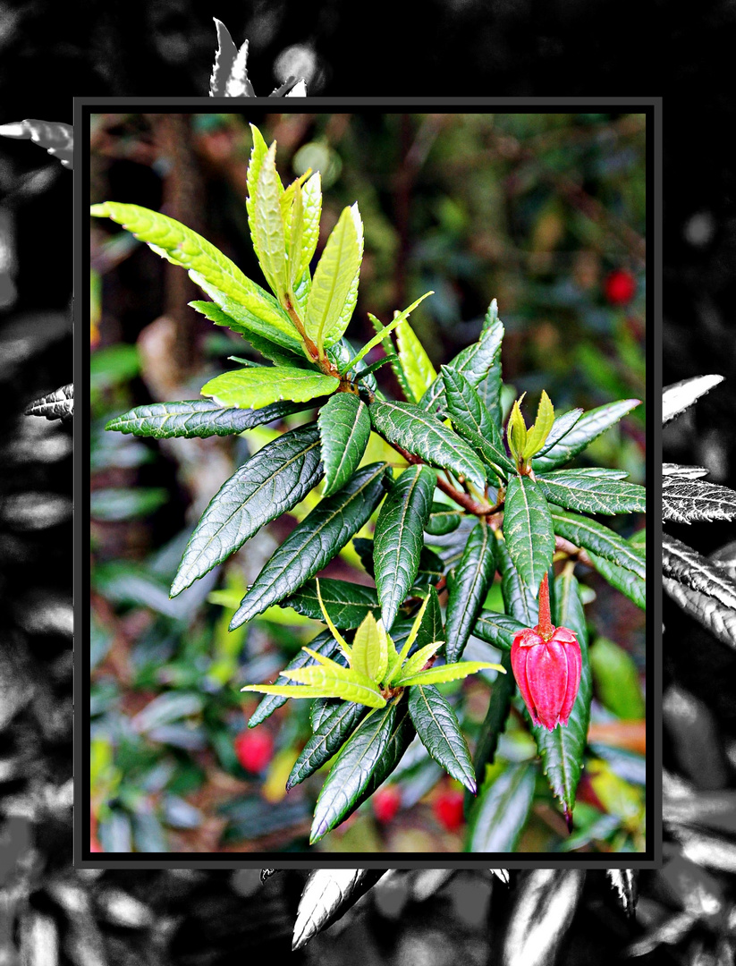 Bouton de l'arbre à lanternes