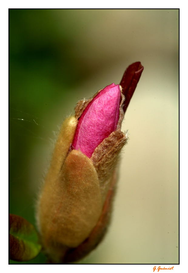 bouton de magnolia