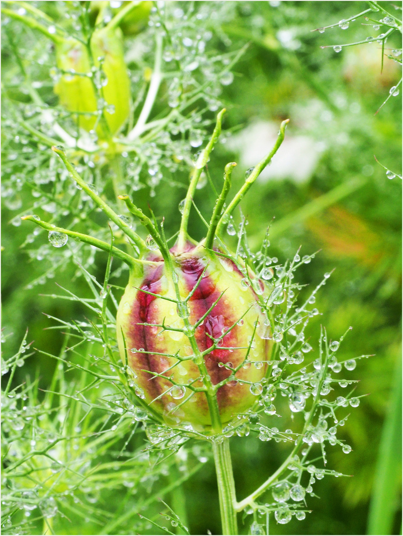 Bouton de nigelle de Damas après la pluie