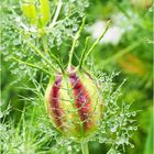 Bouton de nigelle de Damas après la pluie