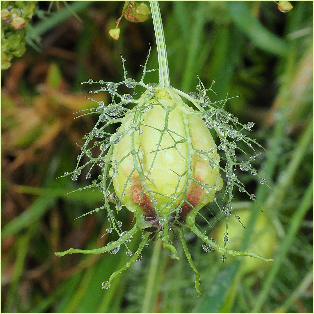 Bouton de nigelle de Damas sous la pluie