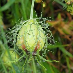 Bouton de nigelle de Damas sous la pluie