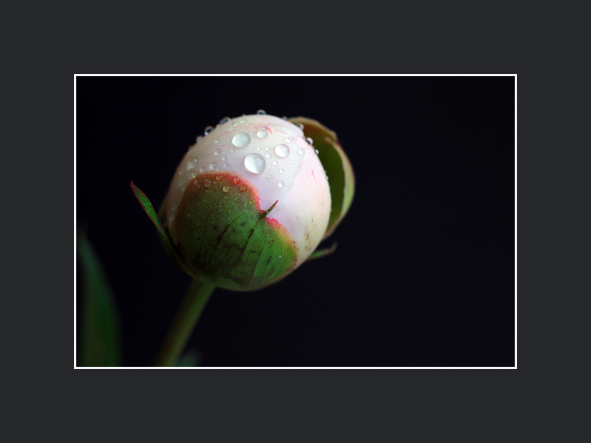 Bouton de pivoine