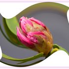 bouton de rhododendron 