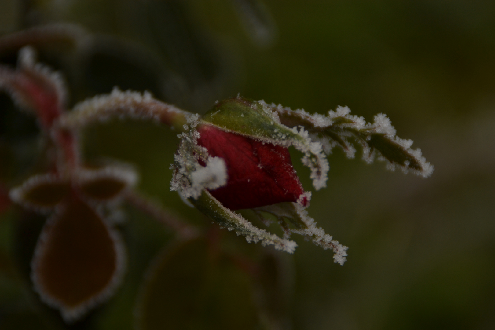 Bouton de rose