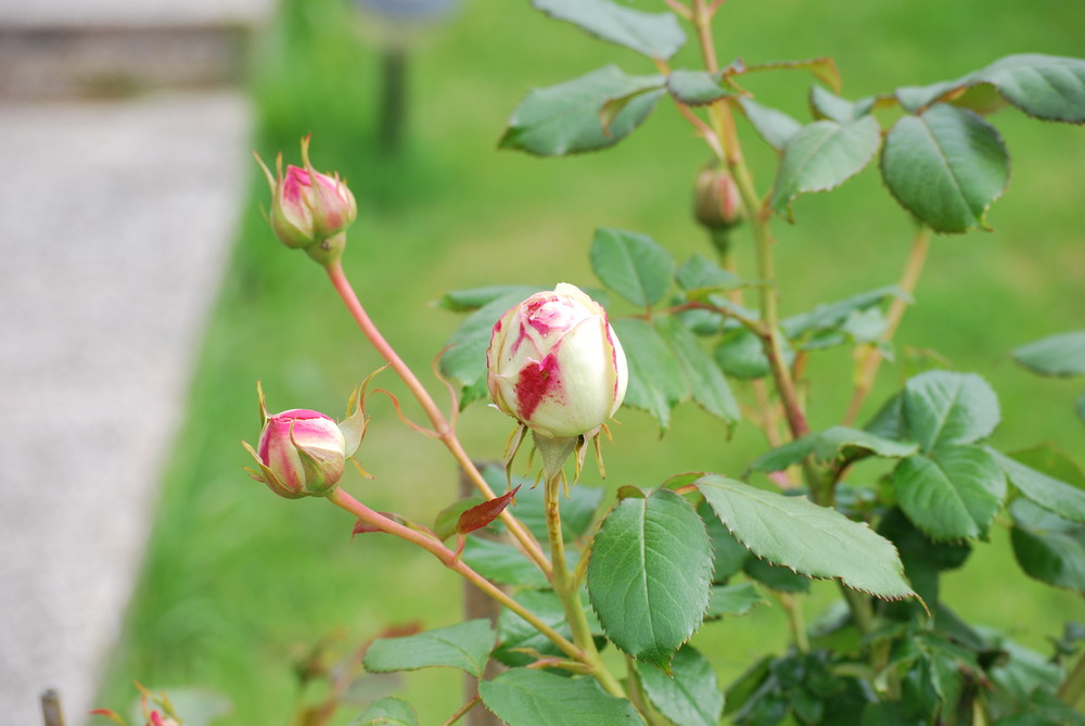 bouton de rose