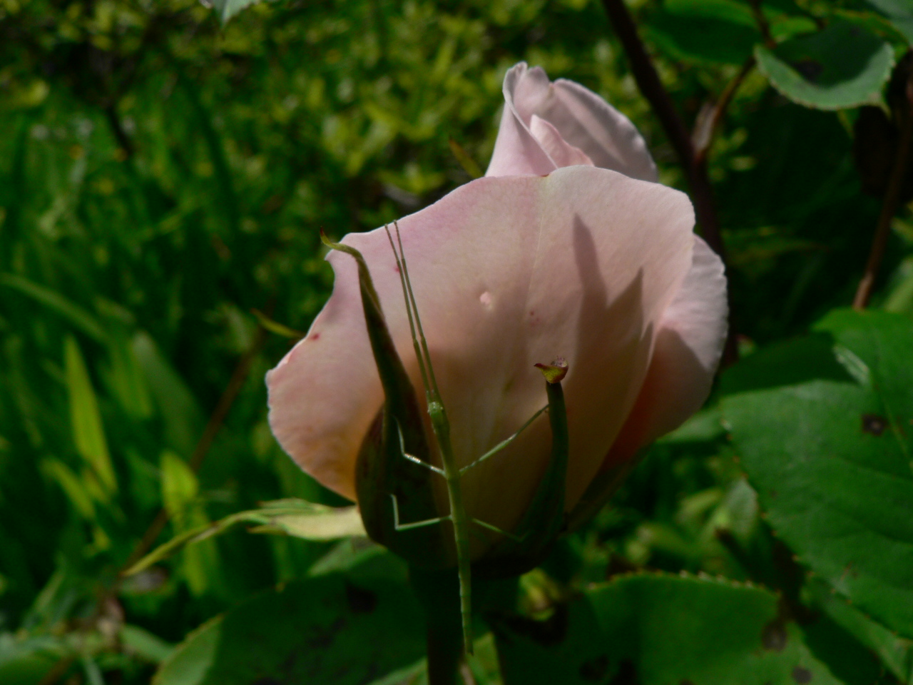 Bouton de rose